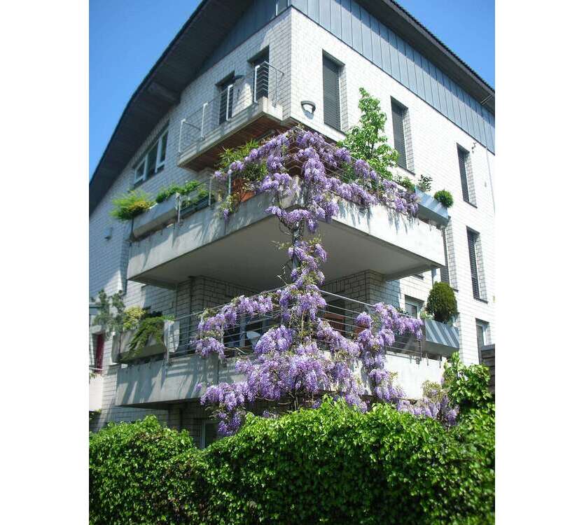 Wohnung zum Kaufen in Gelsenkirchen- Buer 349.000 € 120 m²