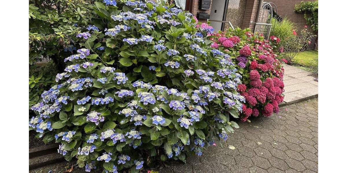 Ankommen. Wohlfühlen. Zuhause sein. - Reihenendhaus in Essen-Schonnebeck 5 zimmer
