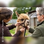 Handlingkurs für Alpakas