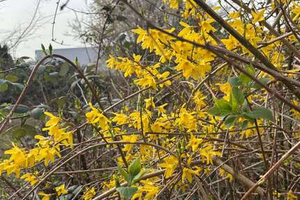 Grundstück Castrop-Rauxel Rauxel - 224.000&euro; | Angebot:26183435