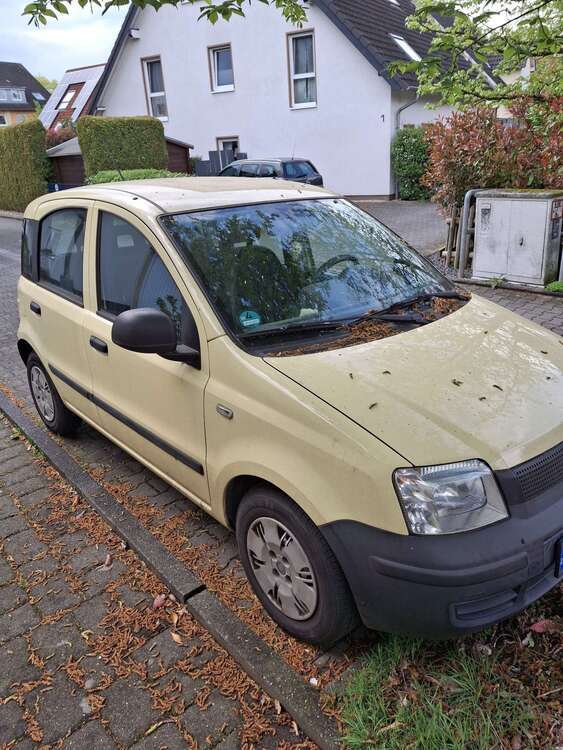 Panda