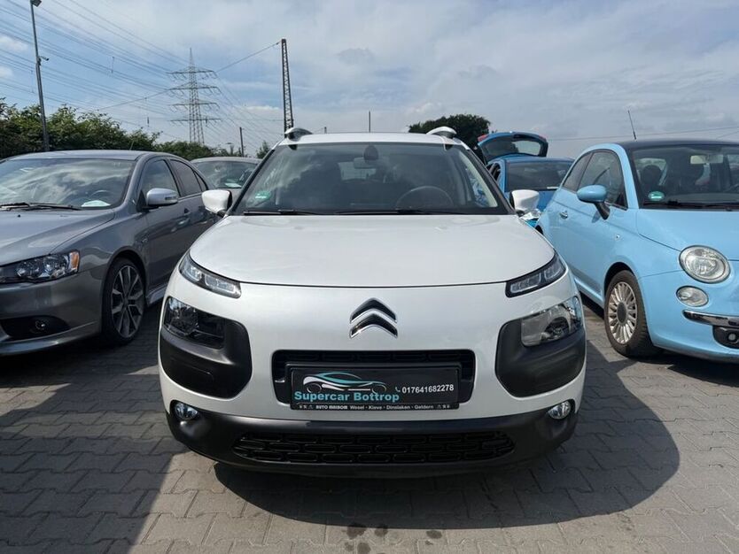 C4 Cactus