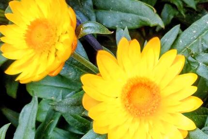 Wohnung Herne Wanne - 2 Zimmer, 54 m&sup2;, 331&euro; | Angebot:25195411