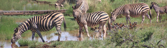 ZOOM Erlebniswelt Gelsenkirchen Tiere